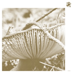 Late Night Poems - Rise & Bloom cover net